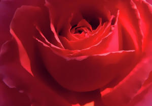 Scarlet-rose-flower-jennie-marie-schell