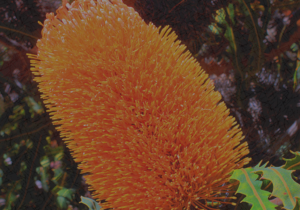 Orange Bloosm Edwards