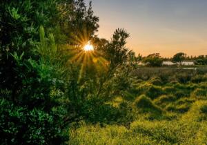 Bushy Sunrise