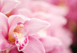 Close-up Of A Pink Cymbidium Orchid With Copy Space.