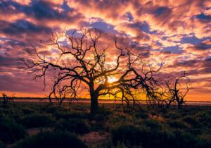 Tree Sunset