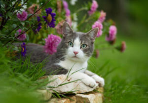 Cat In Garden