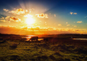 Paddock Sunset