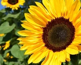 Helianthus-yellow-flower-pixabay 11863