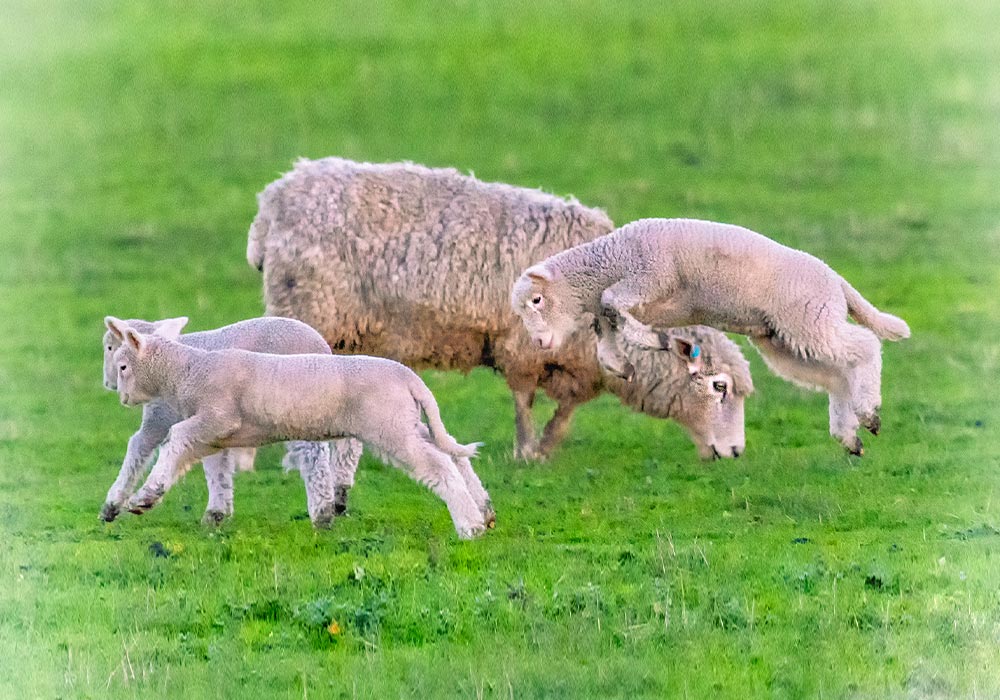 Prepaid-funerals-sheep-1000x750