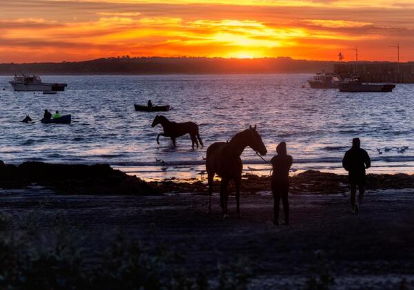 Upcoming-funerals-horses-warrnambool-1000x700