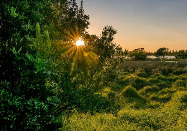 Bushy Sunrise