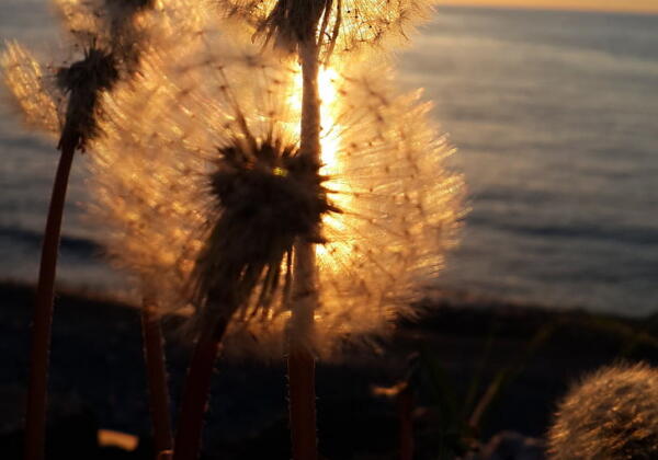 Sunset-flower-leaves-beach-preview